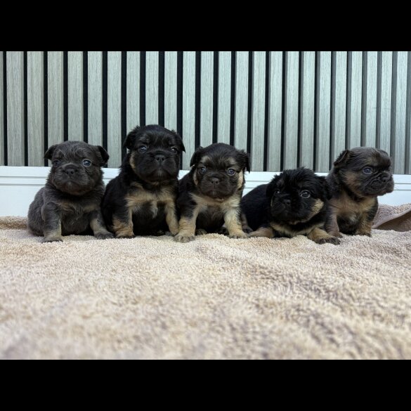 French Bulldog - Both