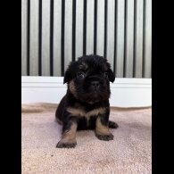 French Bulldog - Both