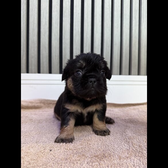 French Bulldog - Both