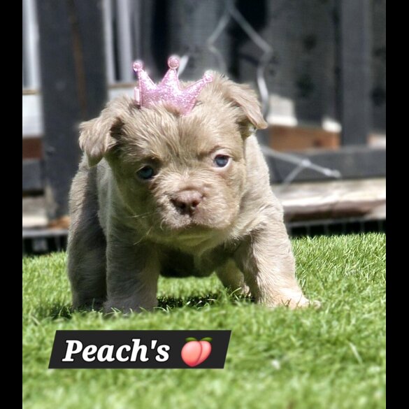 French Bulldog - Both