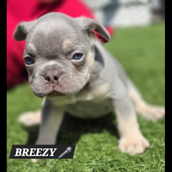 French Bulldog - Both