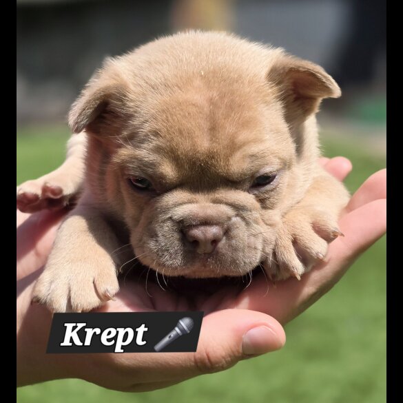 French Bulldog - Both