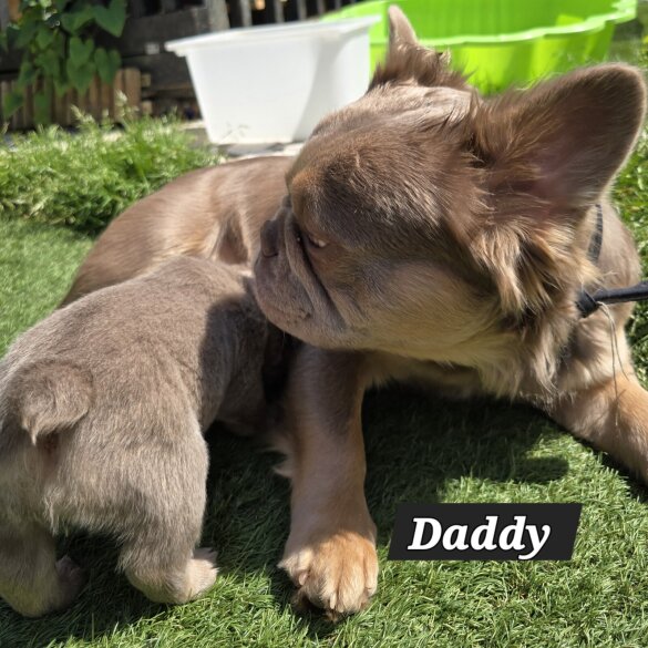 French Bulldog - Both