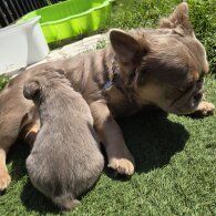 French Bulldog - Both