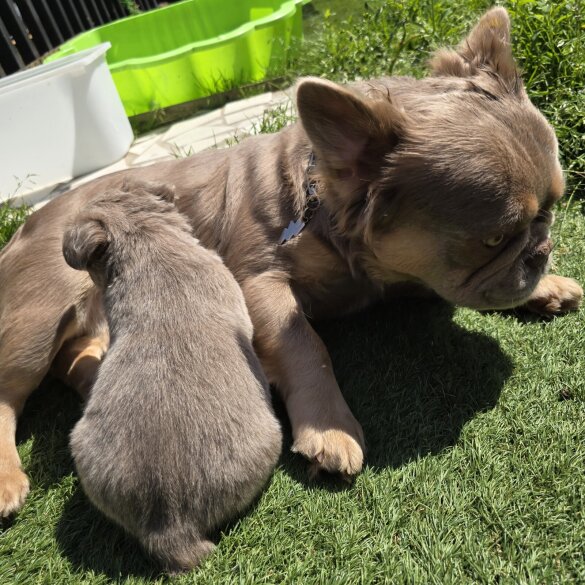French Bulldog - Both