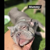French Bulldog - Both