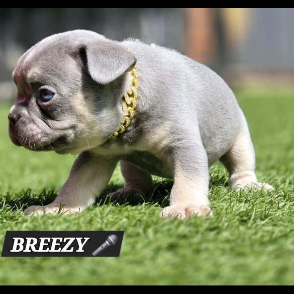 French Bulldog - Both