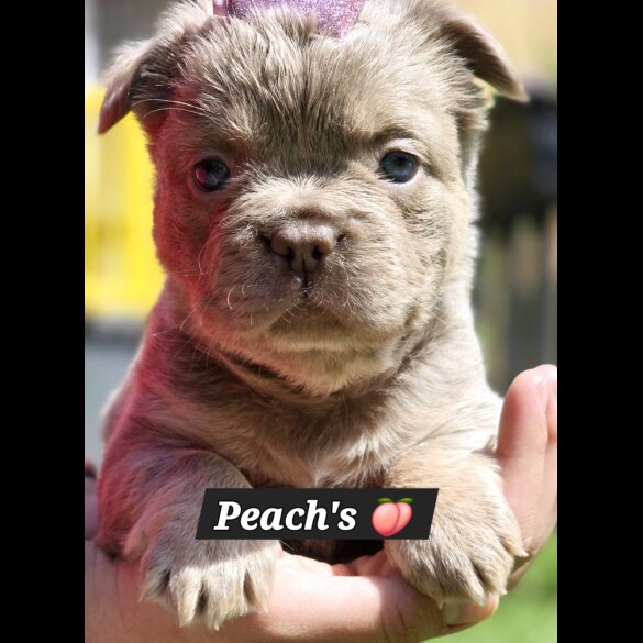 French Bulldog - Both