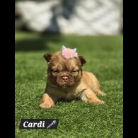 French Bulldog - Both