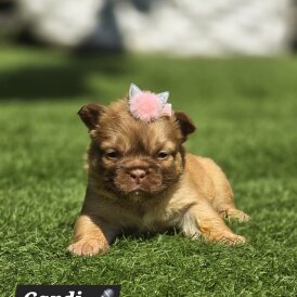French Bulldog - Both