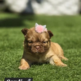 French Bulldog - Both