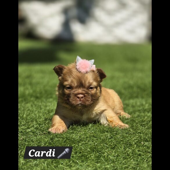 French Bulldog - Both