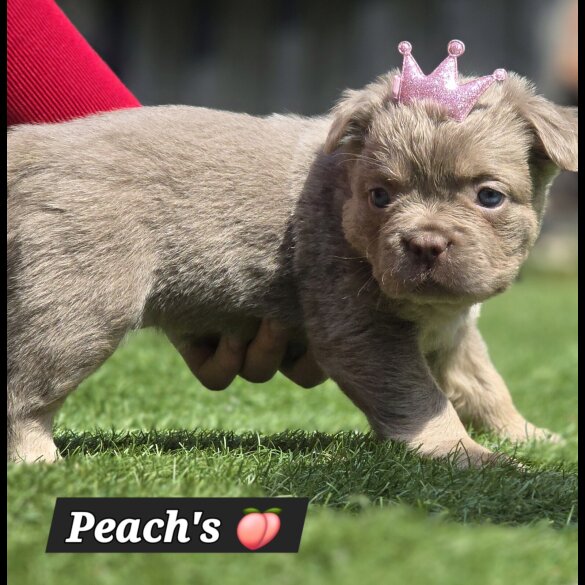 French Bulldog - Both