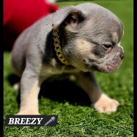 French Bulldog - Both