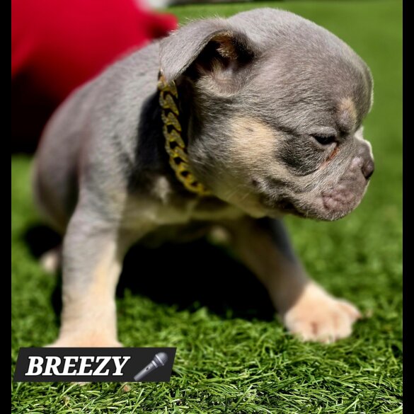 French Bulldog - Both
