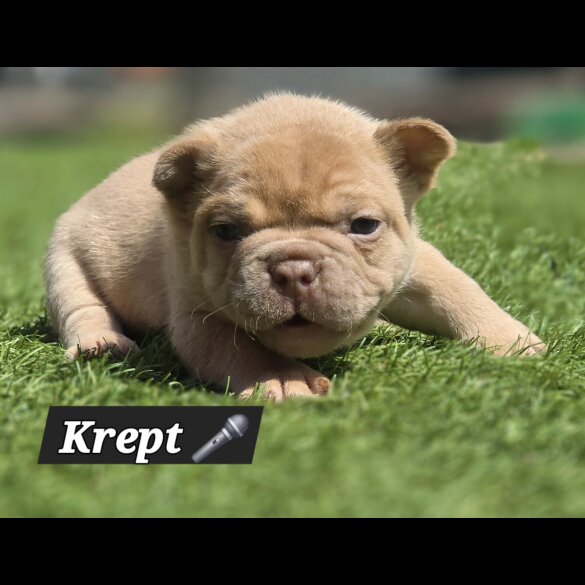 French Bulldog - Both