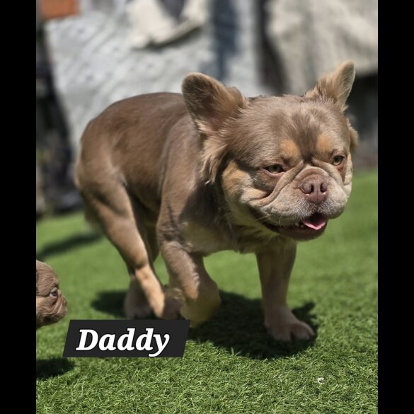French Bulldog - Both
