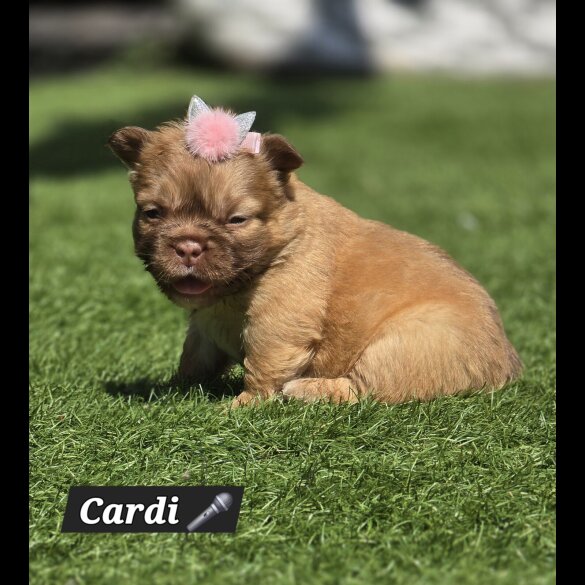 French Bulldog - Both