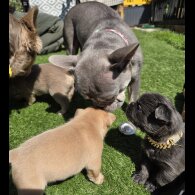 French Bulldog - Both