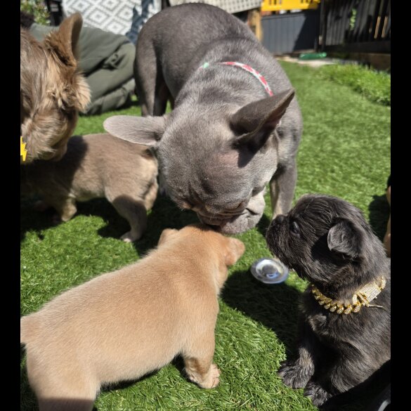 French Bulldog - Both