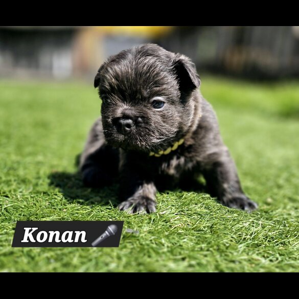 French Bulldog - Both