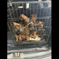Belgian Shepherd Dog (Tervuren) - Both