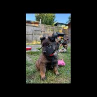 Belgian Shepherd Dog (Tervuren) - Both