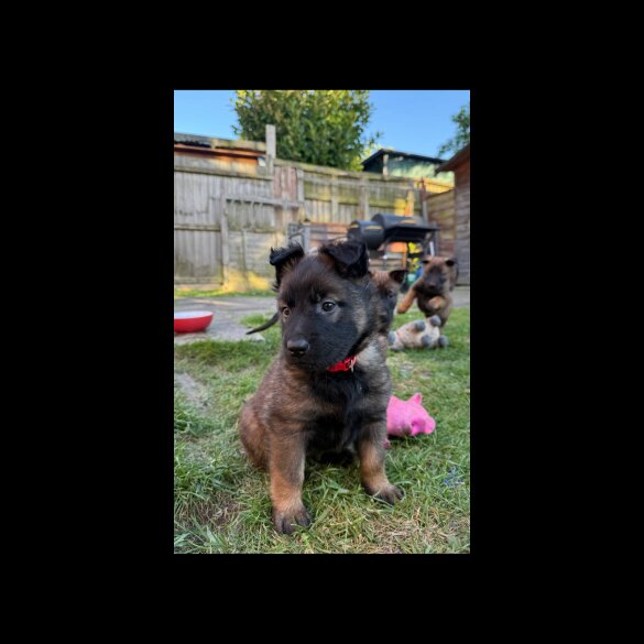 Belgian Shepherd Dog (Tervuren) - Both