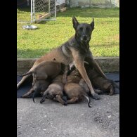 Belgian Shepherd Dog (Tervuren) - Both