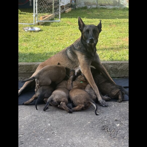 Belgian Shepherd Dog (Tervuren) - Both