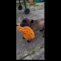 Belgian Shepherd Dog (Tervuren) - Both