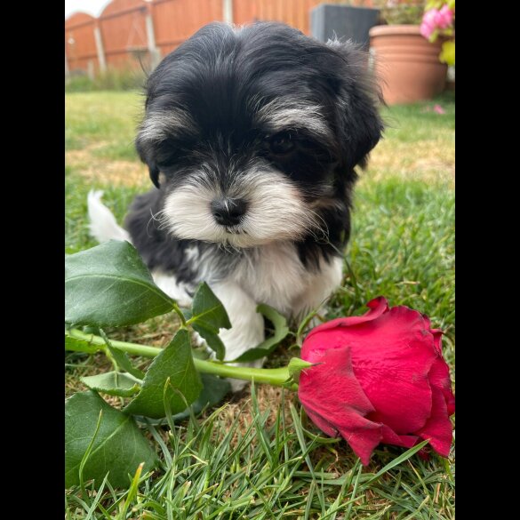 Morkie - Both