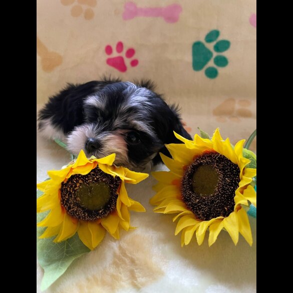 Morkie - Both