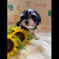 Morkie - Both