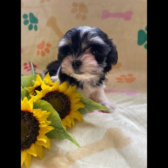 Morkie - Both