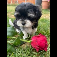 Morkie - Both