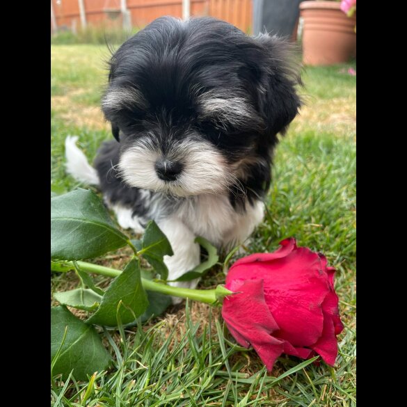 Morkie - Both