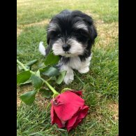 Morkie - Both