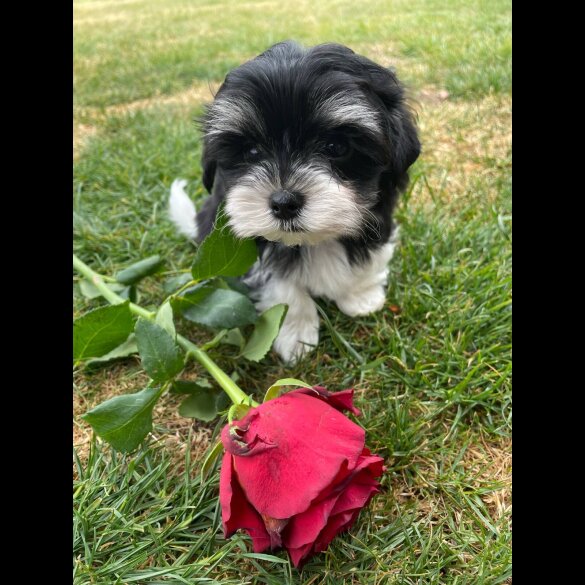 Morkie - Both