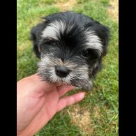 Morkie - Both