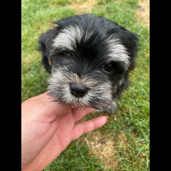 Morkie - Both