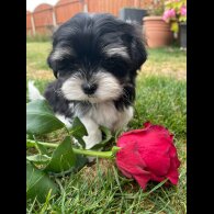 Morkie - Both