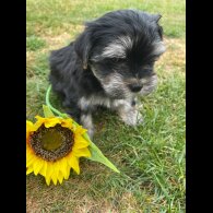 Morkie - Both