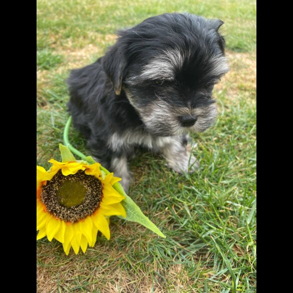 Morkie - Both