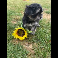 Morkie - Both