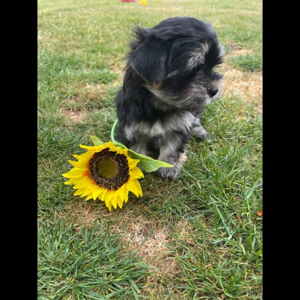 Morkie - Both