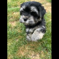 Morkie - Both