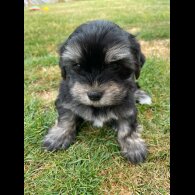 Morkie - Both