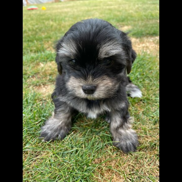 Morkie - Both