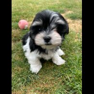 Morkie - Both